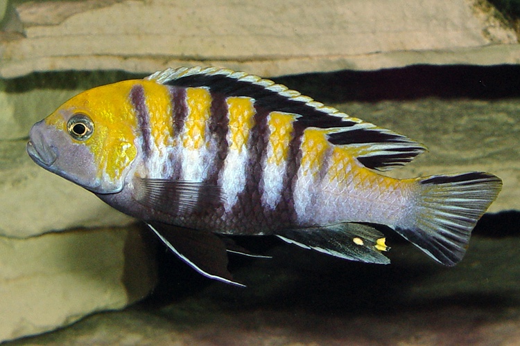 Cynotilapia zebroides 'Cobwe'